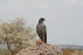 Dark Chanting Goshawk, Sabi Sand Game Reserve, &copy;Brian Jones
